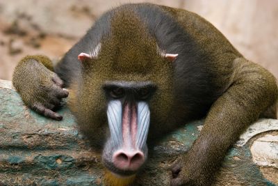 mandrill.jpg