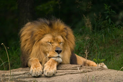 Lion.jpg