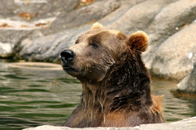 Wet Bear.jpg