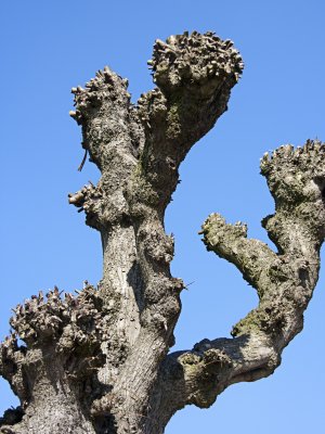 _MG_4184.jpg