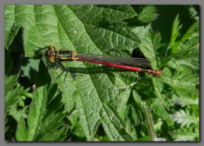 Large red damselfly  male