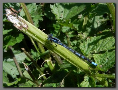  Common Blue Damselfly adult male