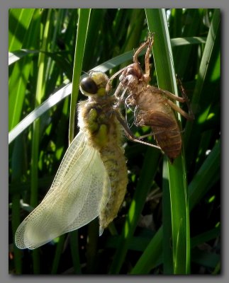 Four spotted Chaser newly emerged