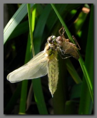 Four spotted Chaser newly emerged