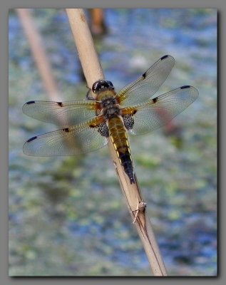  Four spotted chaser  adult male