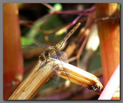 Ruddy darter female