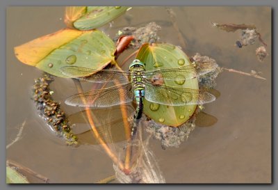  Emperor  female ovipositing