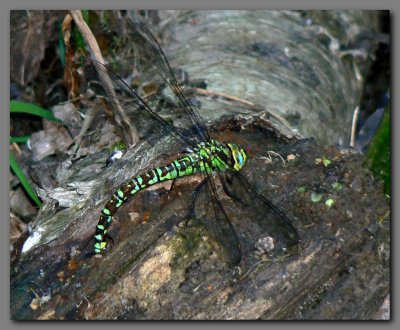Southern hawker female  ovipositing
