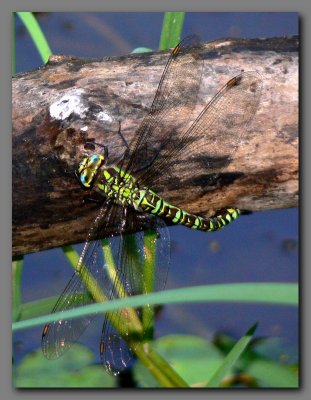  Southern hawker female  ovipositing