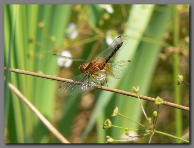  Yellow winged darter  [skypointing]