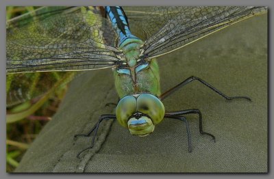  Emperor dragonfly face view male