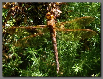  Brown Hawker female