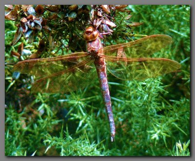 Brown Hawker female