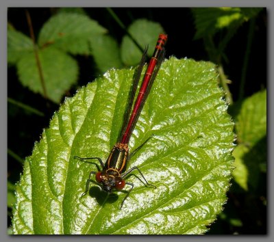 Large red damselfly  male