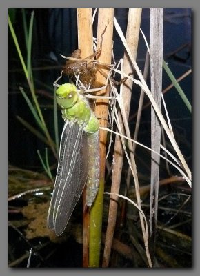 Emperor dragonfly newly emerged   4-37 am
