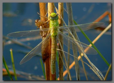 Emperor dragonfly newly emerged female 6-30 am