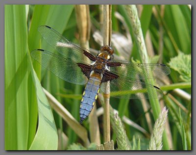  Broad bodied chaser male