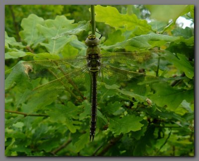  Emperor dragonfly teneral female