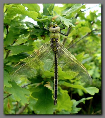 Emperor dragonfly  teneral male