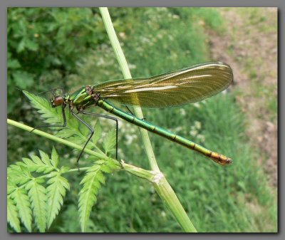 Banded Demoiselle female