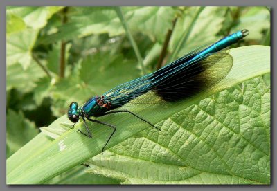 Banded Demoiselle male