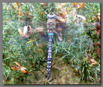  Migrant hawker male  camaflaged.