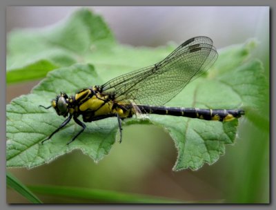 Common Club-tail teneral male