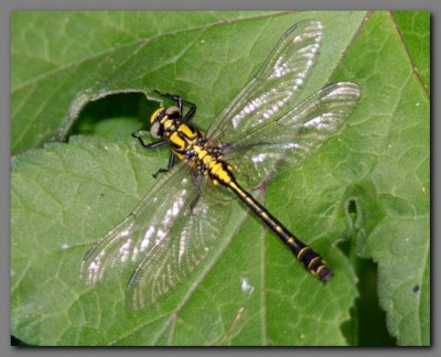 Common Club-tail teneral male