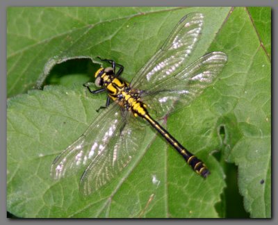 Common Club-tail teneral male