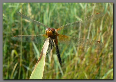 Yellow-winged darter.vagrant from Europe