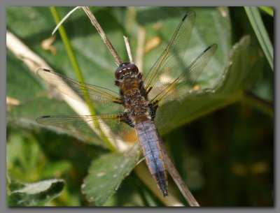Scarce Chaser