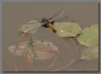  Broad bodied chaser female ovipositing 