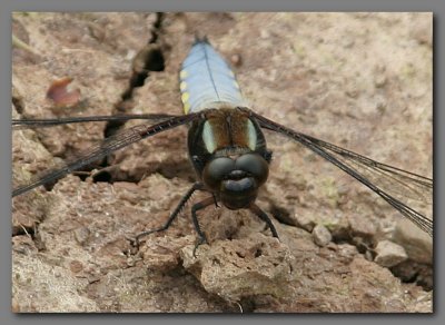  Broad bodied chaser face 