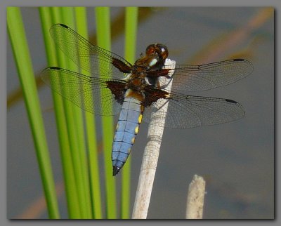  Broad bodied chaser  male