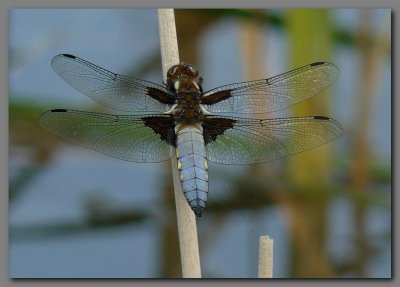  Broad bodied chaser 