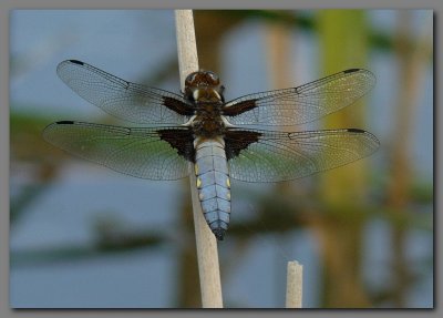 Broad-bodied Chaser