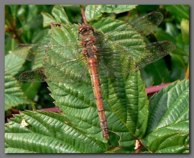  Common darter .old female Lindow common Cheshire