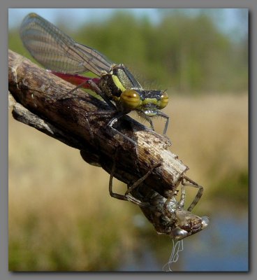 Large red damselfly. face 