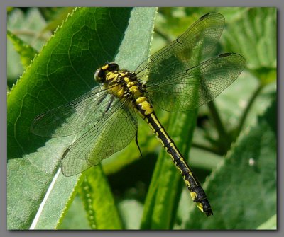  Common clubtail female