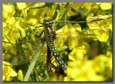  Hairy dragonfly on rape crop