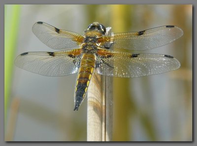  Four spotted chaser male Styal Cheshire