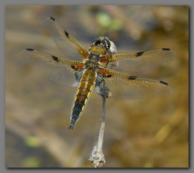  Four spotted chaser male 