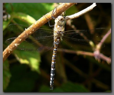  Migrant hawker immature male