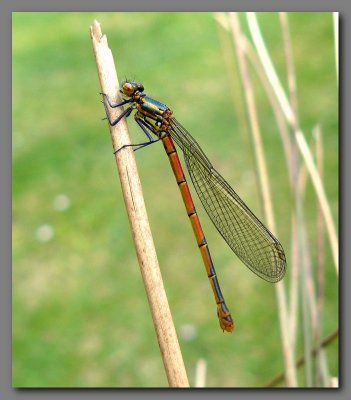 Large red damselfly  female