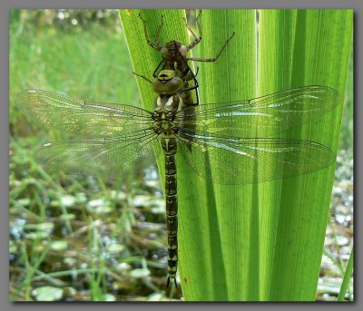  Southern hawker .teneral  female 