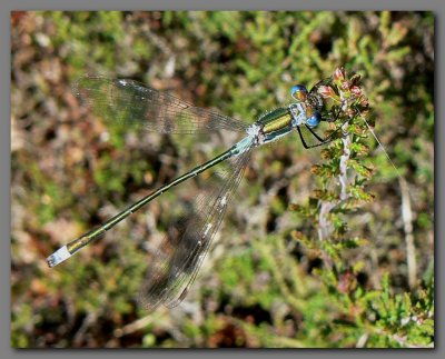 Emerald Damselfly