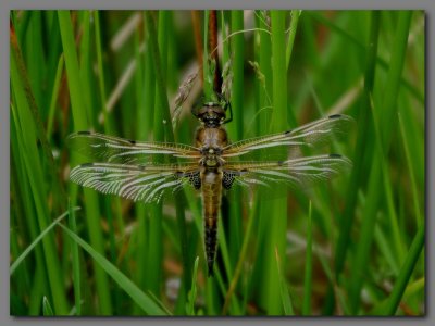  Four spotted chaser teneral male.