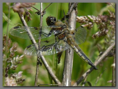  Four spotted chaser mature male