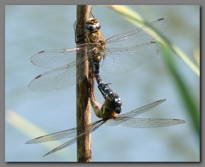  Migrant hawkers in cop.