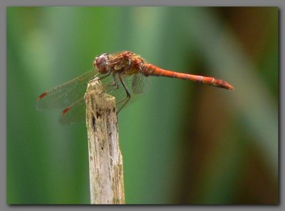  Common darter male.